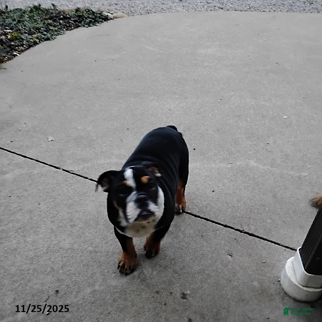 English Bulldog dogs for sale: Ramona - Ad 3