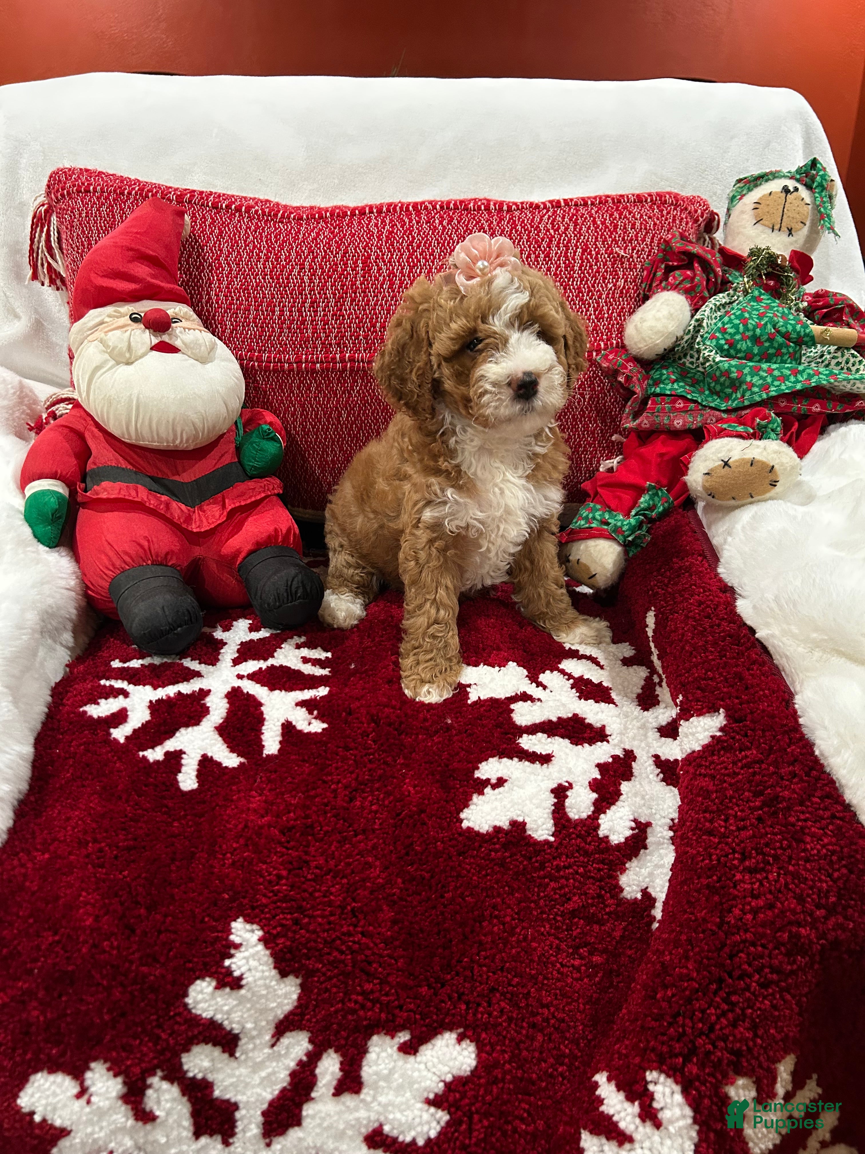 Mini Goldendoodle dogs for sale: Petite Tuxedo Mini Goldendoodle Emmalene - Ad 2