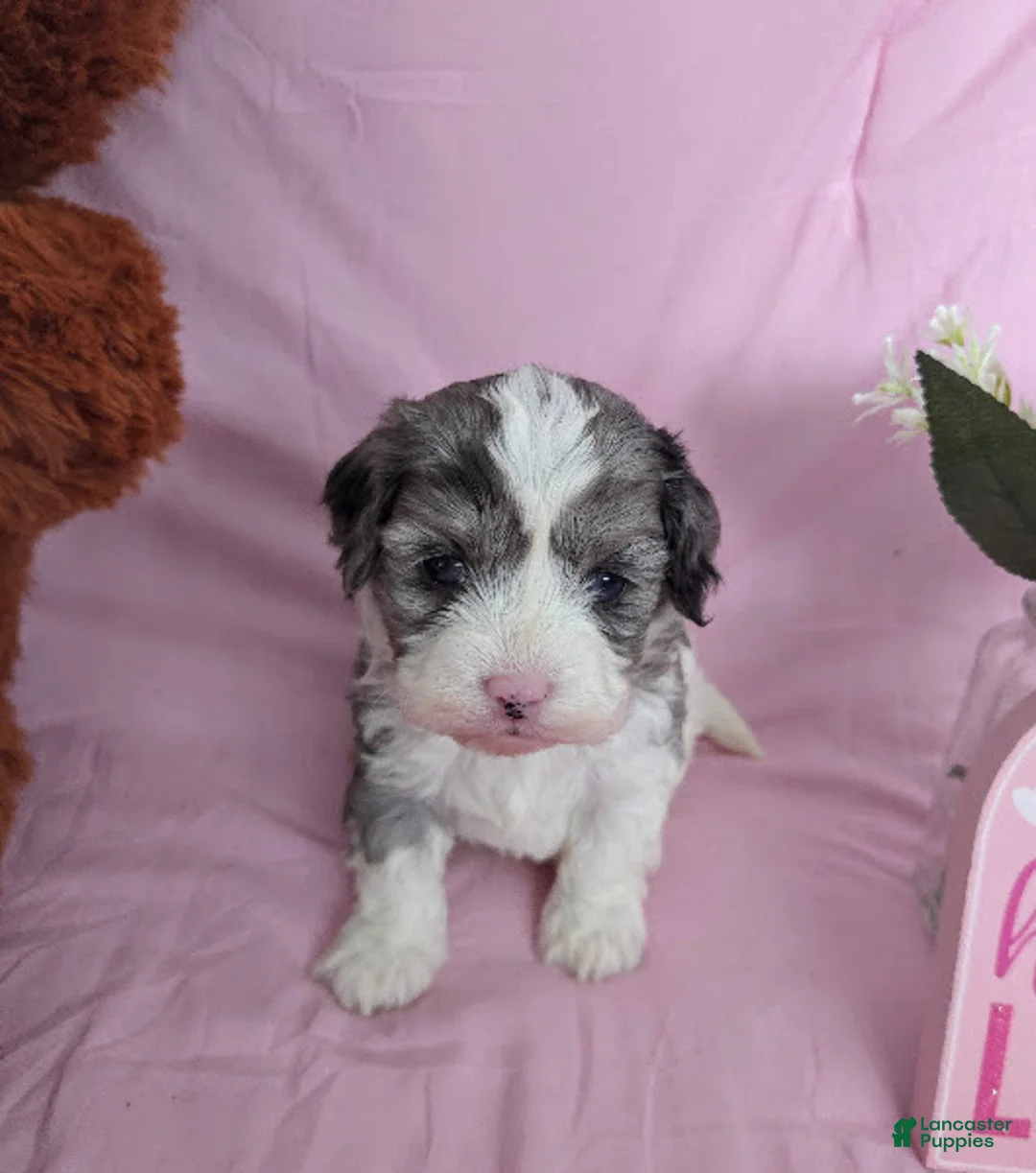 Cavapoo dogs for sale: Sven - Ad 3