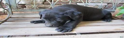 Labrador Retriever dogs for sale: Labrador Retriever Puppy 3 - Ad 4