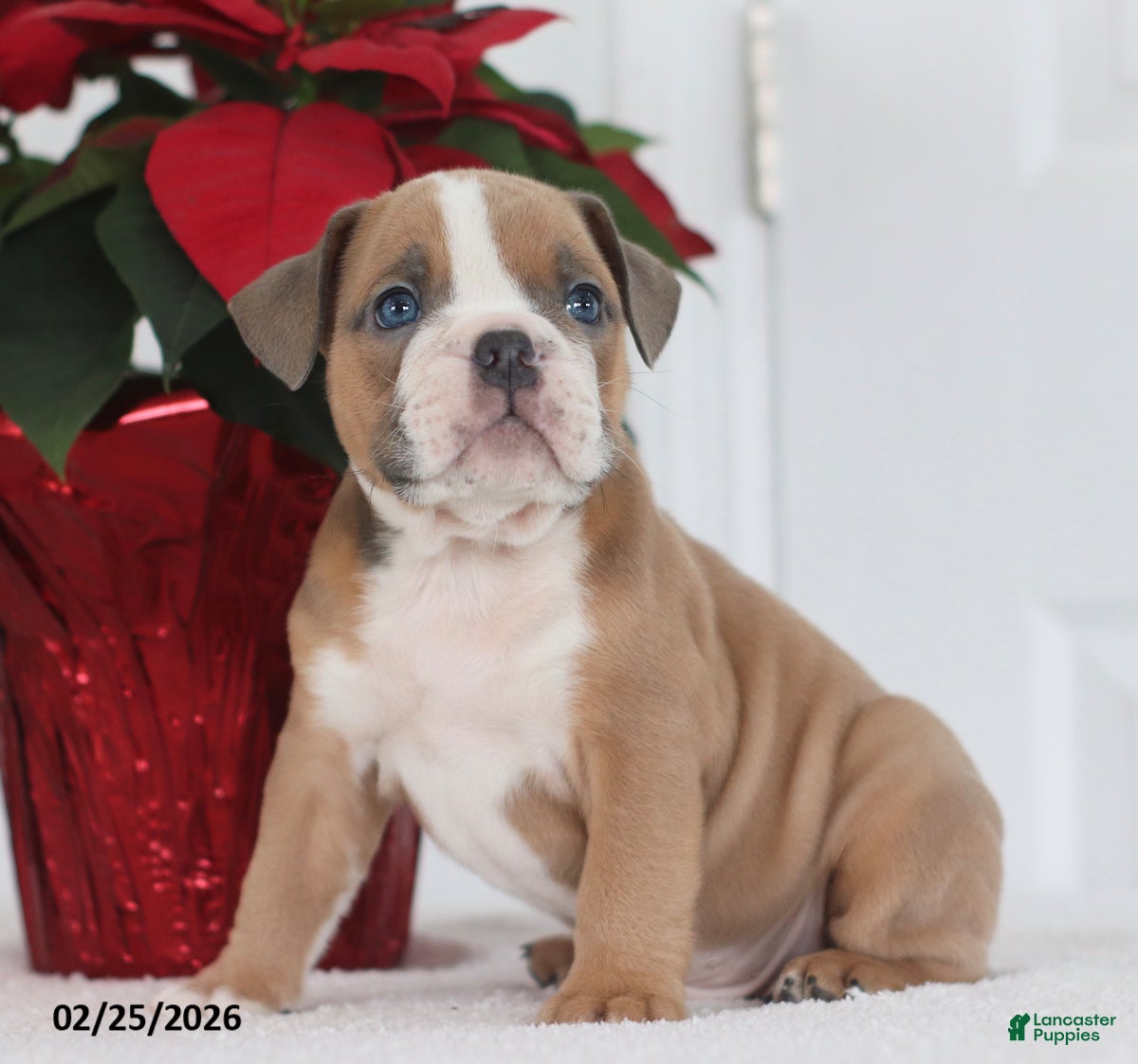 English Bulldog dogs Ronnie - Ad 1
