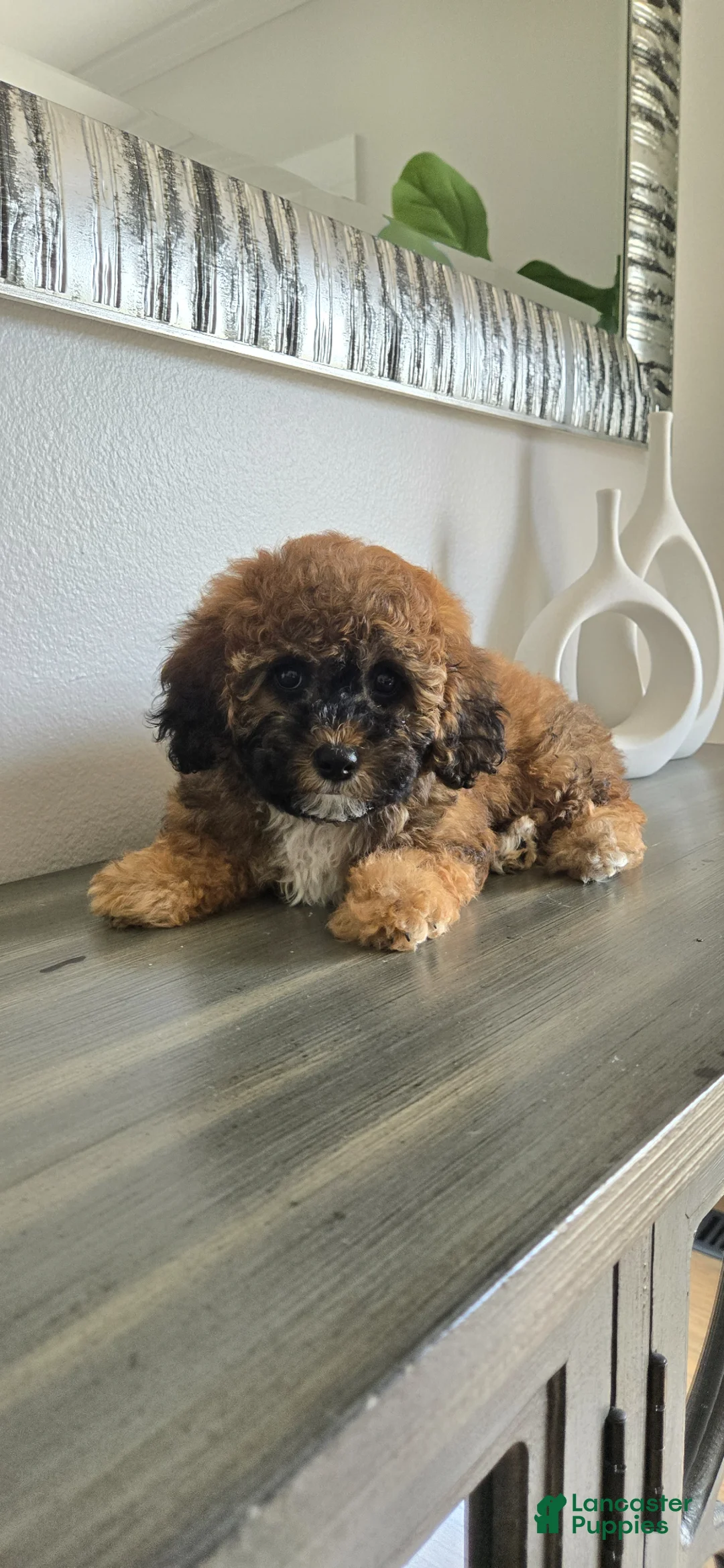 Toy Poodle dogs for sale: Toy Poodle Puppy 5 - Ad 2