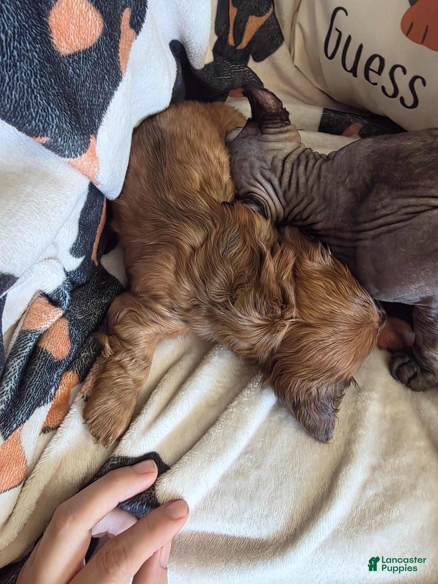 Miniature Dachshund dogs for sale: Lady  - Ad 6