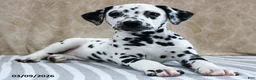 Dalmatian dogs for sale: Hattie - Ad 1