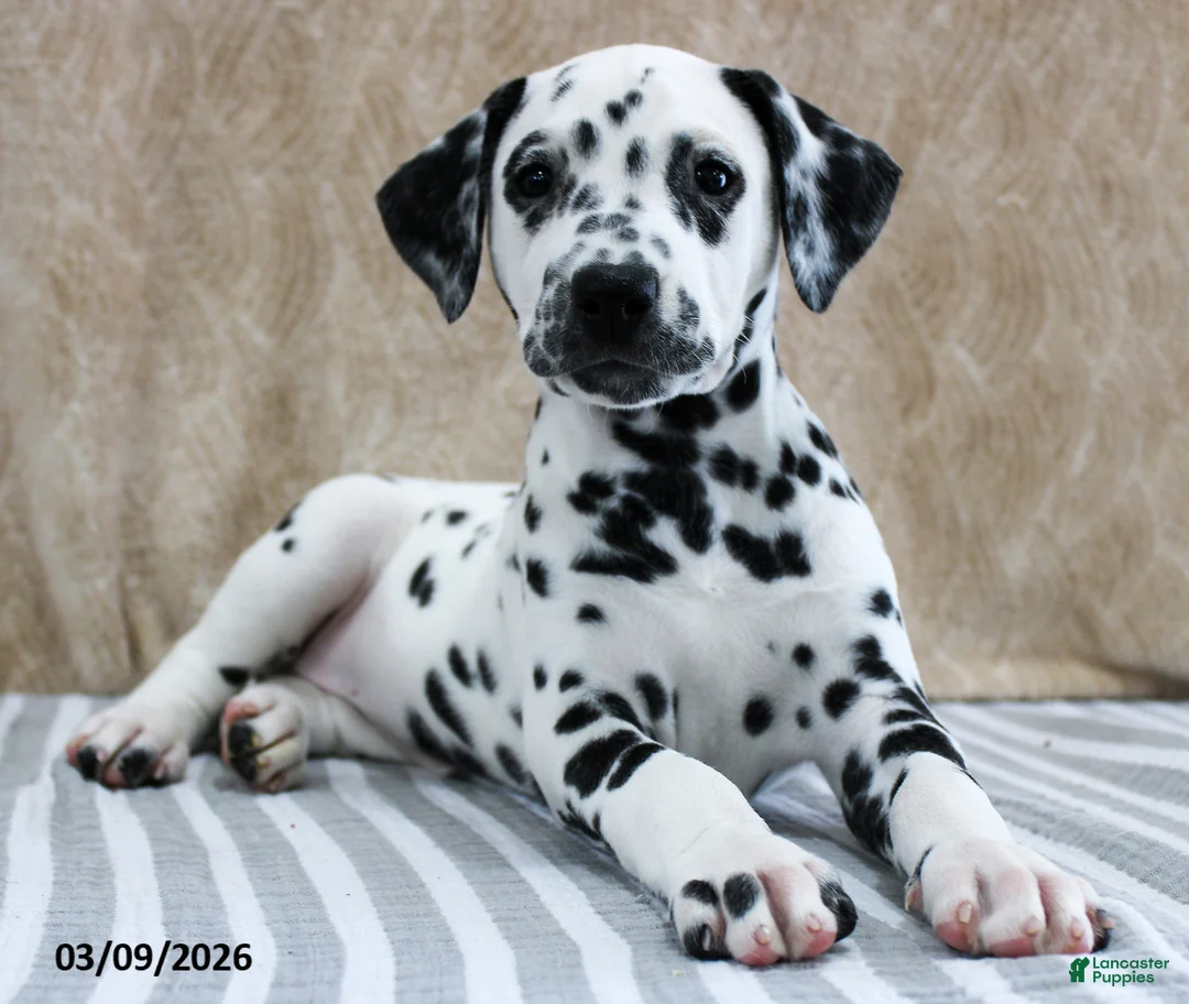Dalmatian dogs for sale: Hattie - Ad 1
