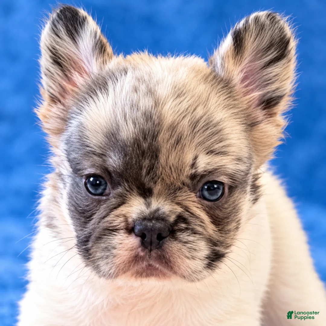 French Bulldog dogs for sale: Blue eye, beauty - Ad 1