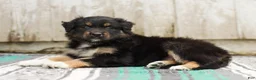 Australian Shepherd dogs for sale: Tori - Ad 4