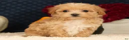 Havapoo dogs for sale: Riley - Ad 9