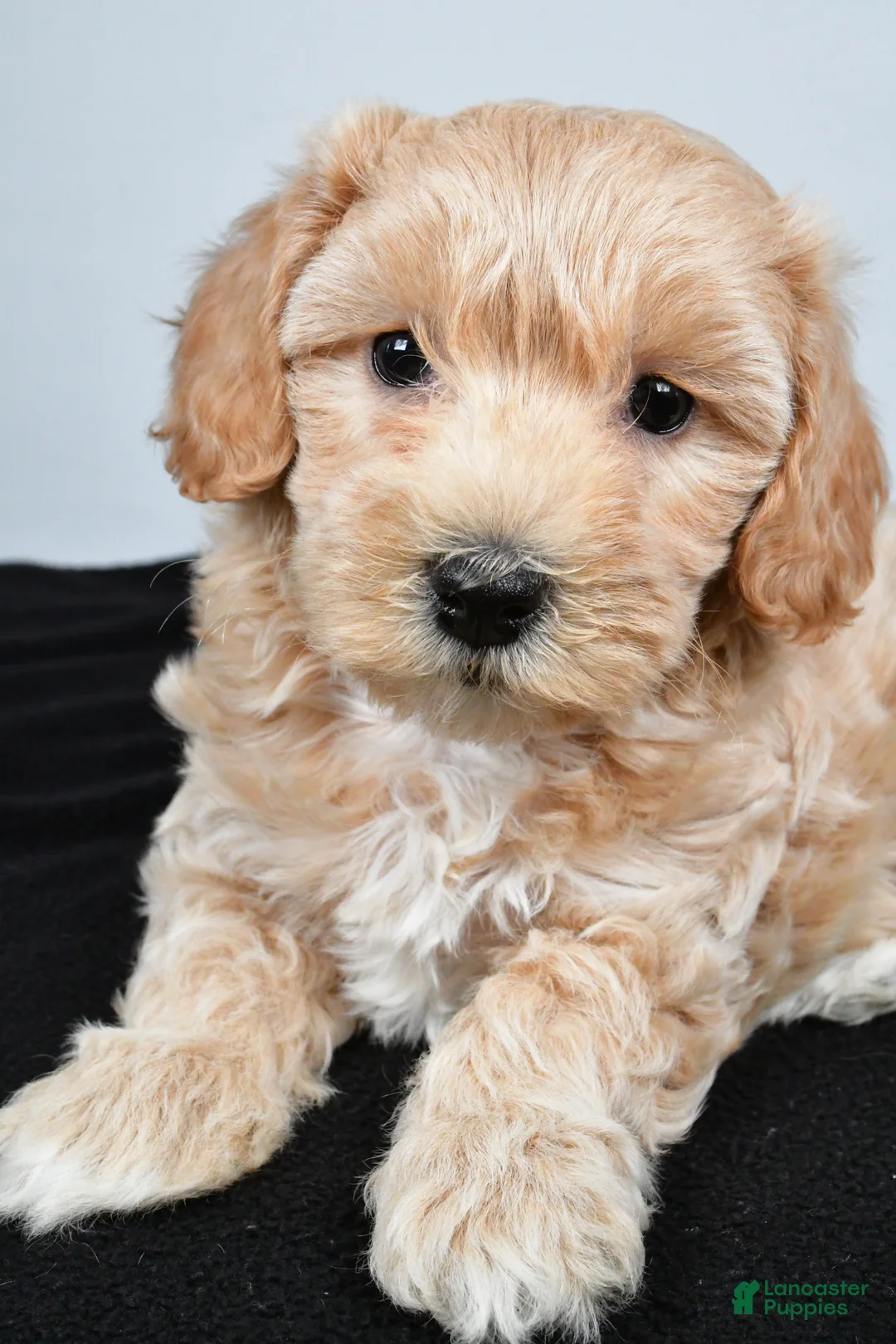 Maltipoo dogs for sale: Lexie - Ad 10