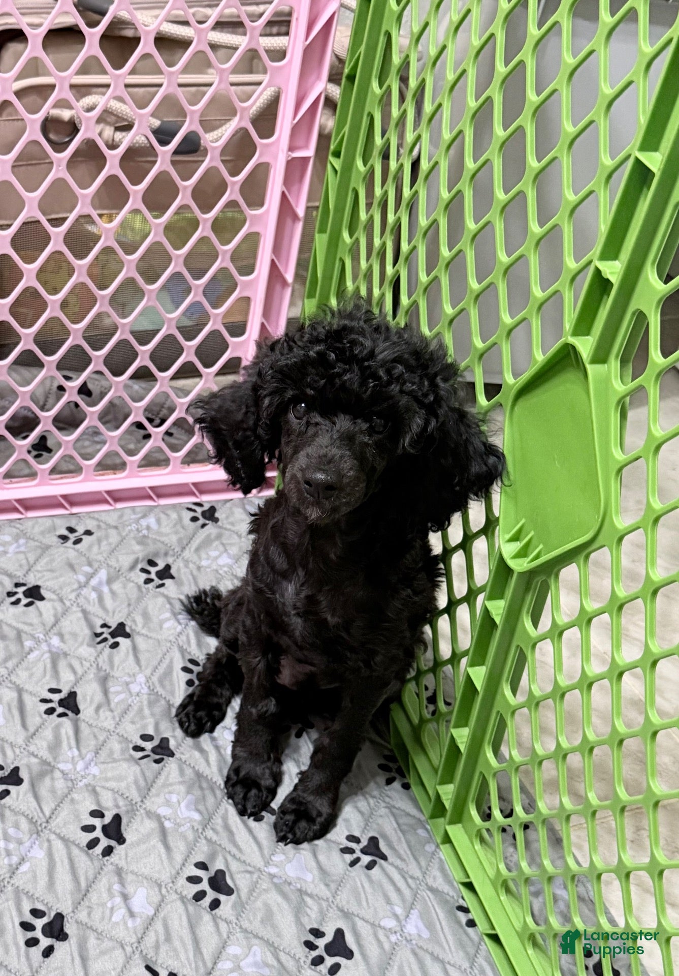 Toy Poodle dogs Dax  - Ad 17
