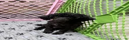 Toy Poodle dogs for sale: Dax  - Ad 1