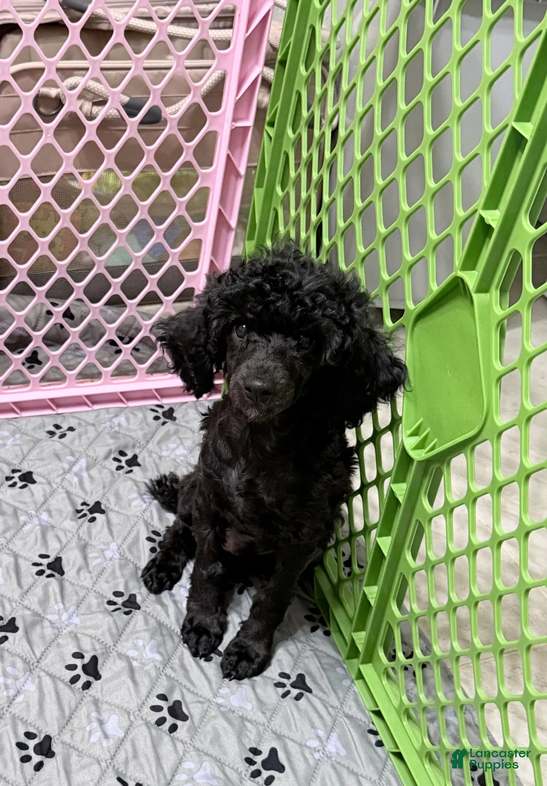 Toy Poodle dogs for sale: Dax  - Ad 1
