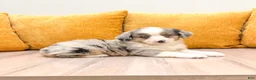 Miniature Australian Shepherd dogs for sale: Buddy - Ad 3