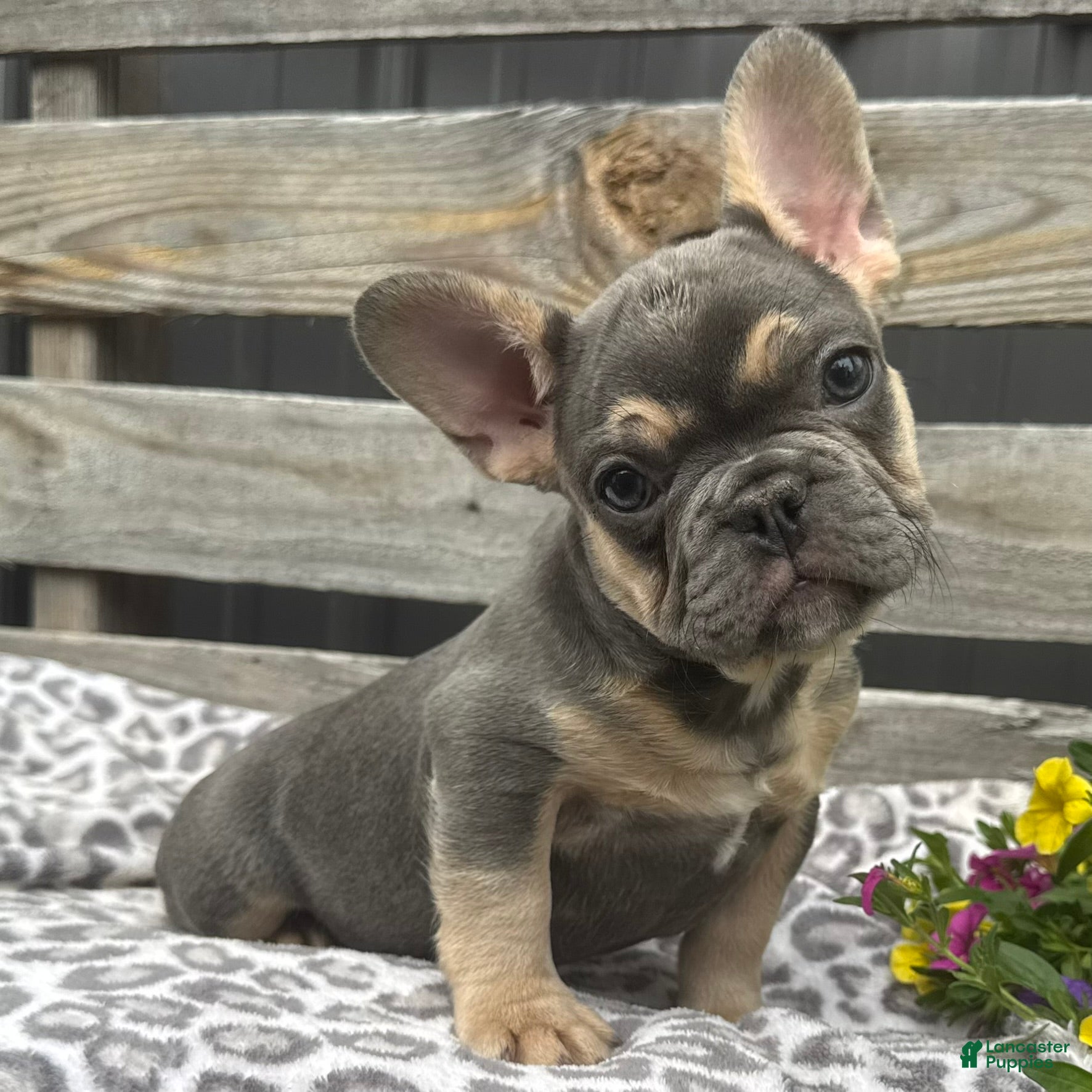 French Bulldog dogs Fox - Ad 1