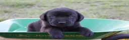 Labrador Retriever dogs for sale: Labrador Retriever Puppy 3 - Ad 1