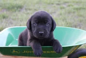 Labrador Retriever Puppy 3