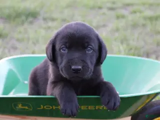 Labrador Retriever dogs Labrador Retriever Puppy 3 - Ad 9