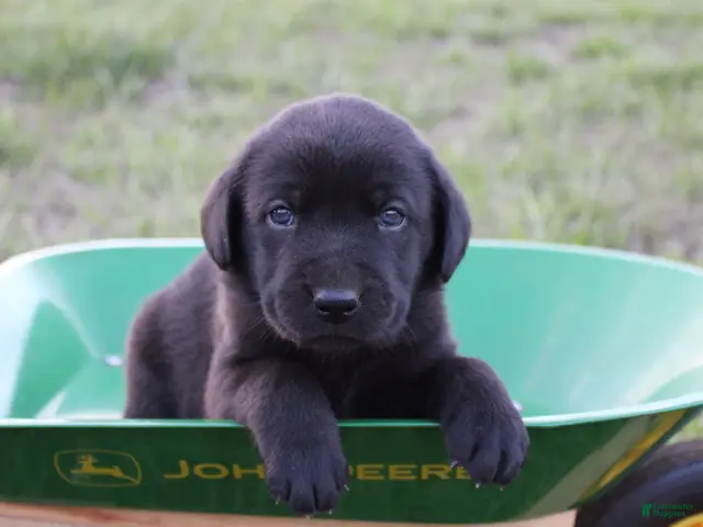Labrador Retriever dogs for sale: Labrador Retriever Puppy 3 - Ad 6