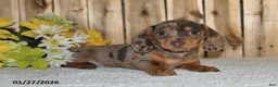 Miniature Dachshund dogs for sale: Wendy - Ad 5