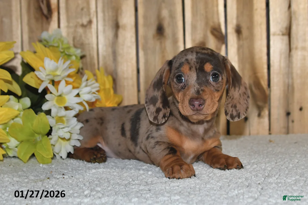 Miniature Dachshund dogs for sale: Wendy - Ad 5