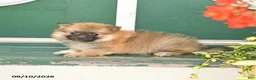 Pomeranian dogs for sale: Minnie - Ad 4