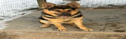 German Shepherd dogs for sale: German Shepherd Puppy 4 - Ad 11