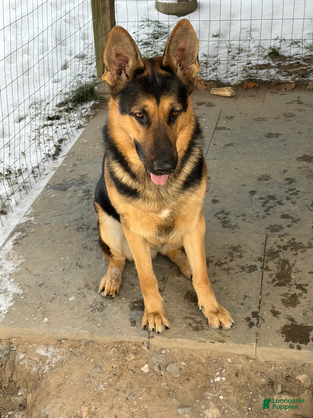 German Shepherd dogs for sale: German Shepherd Puppy 4 - Ad 11