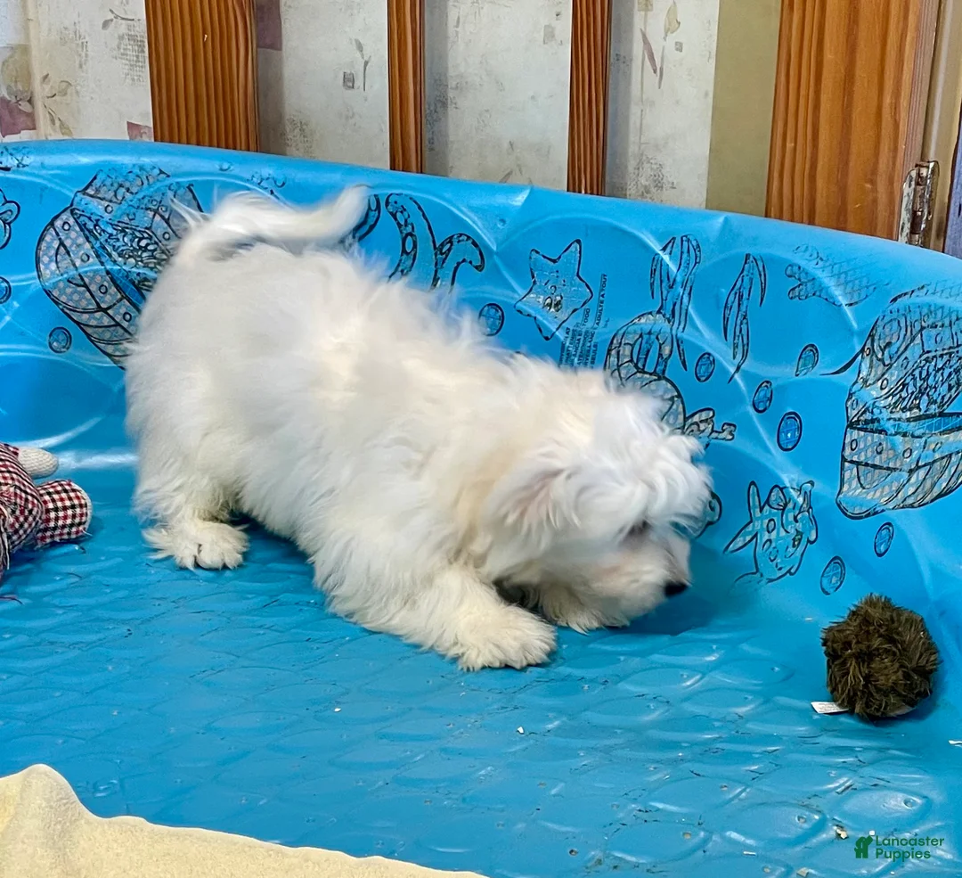 Mixed Breed dogs for sale: Shawn - Ad 8