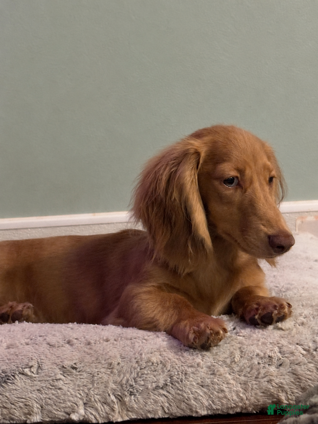Dachshund dogs Dreamboat - Ad 24