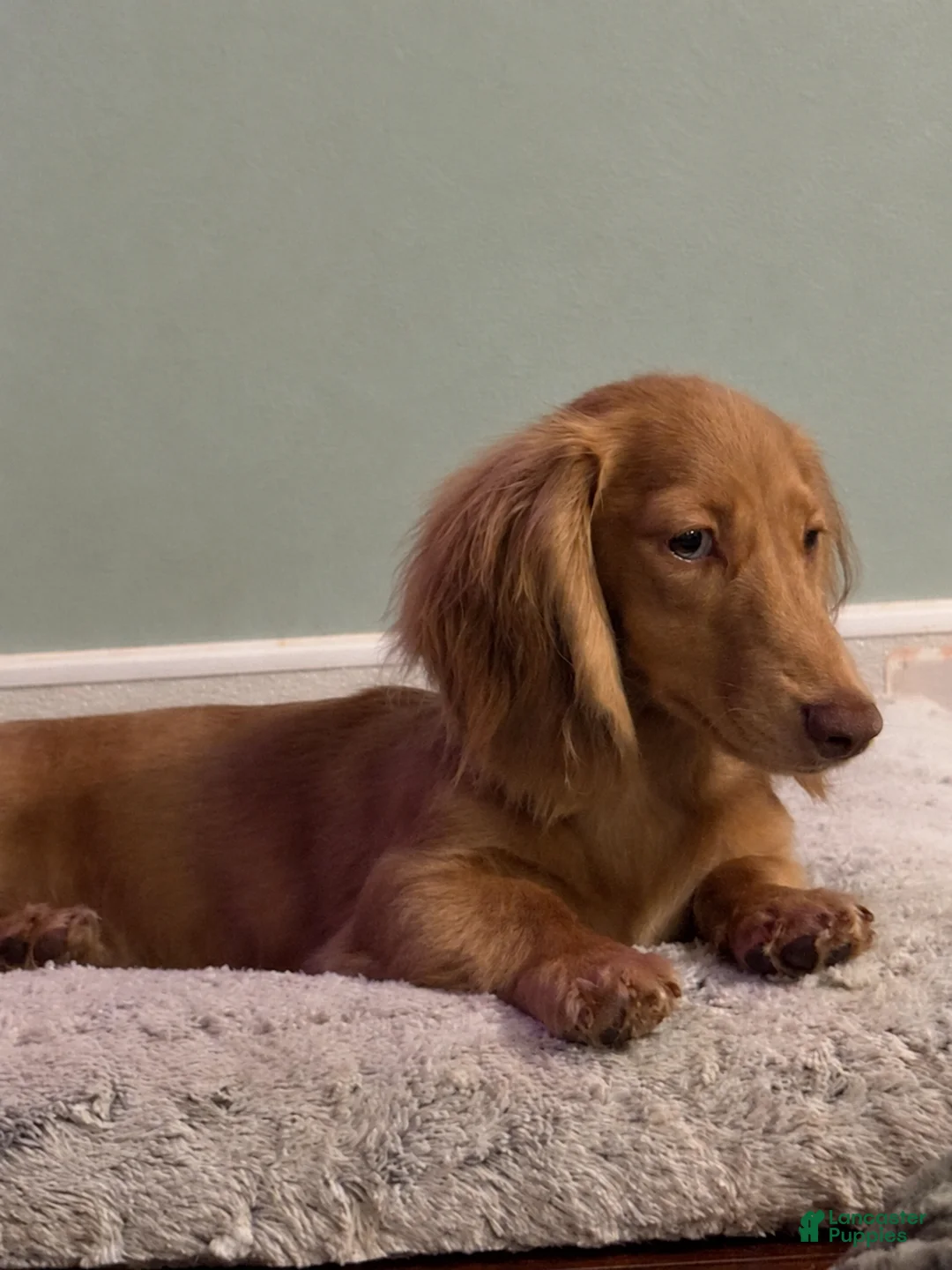 Dachshund dogs for sale: Dreamboat - Ad 1