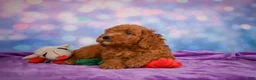 Mini Goldendoodle dogs for sale: ROSCOE - Ad 10