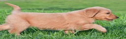 Golden Retriever dogs for sale: Lainey - Ad 9