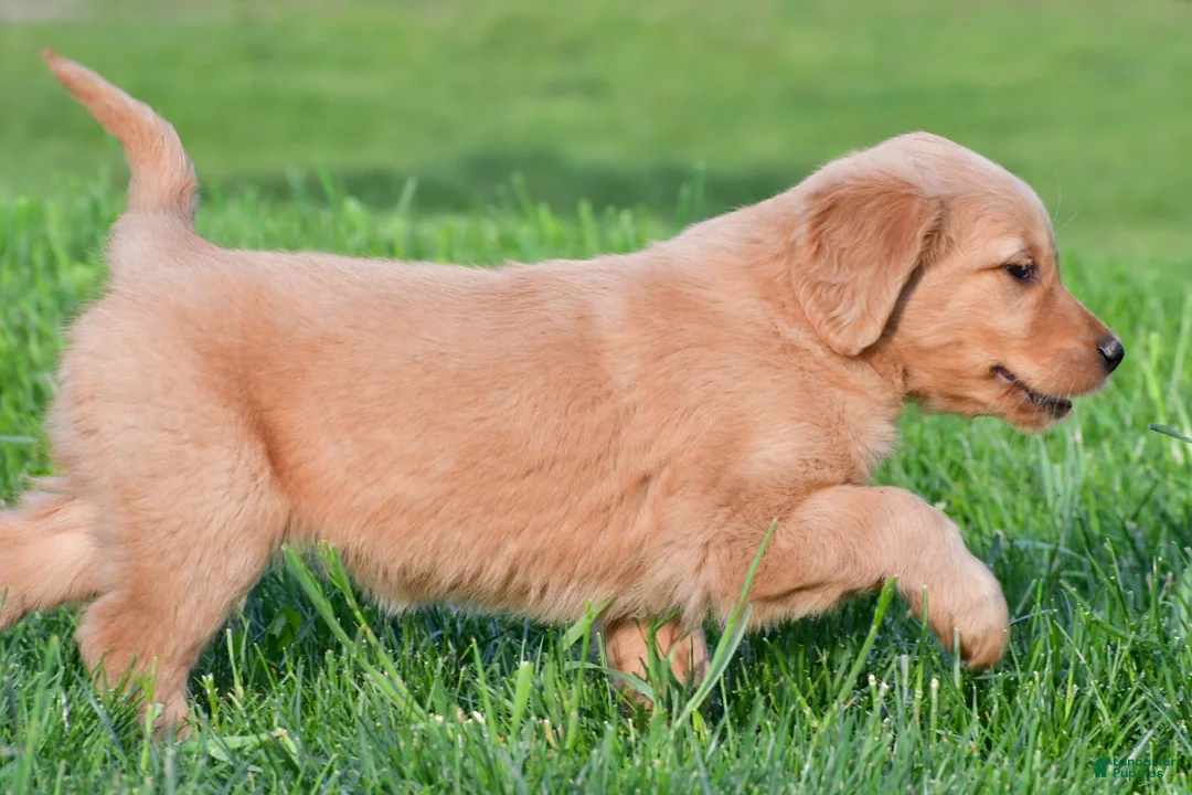 Golden Retriever dogs for sale: Lainey - Ad 9