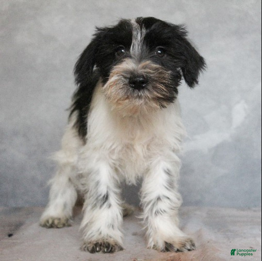 Miniature Schnauzer dogs for sale: Kai - Ad 3