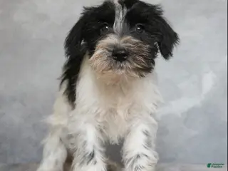 Miniature Schnauzer dogs Kai - Ad 21