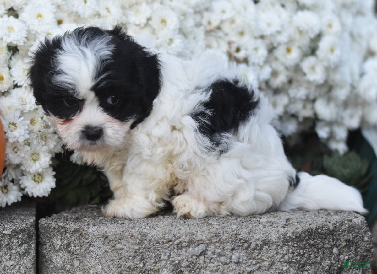 Teddy Bear dogs Audi - Ad 2