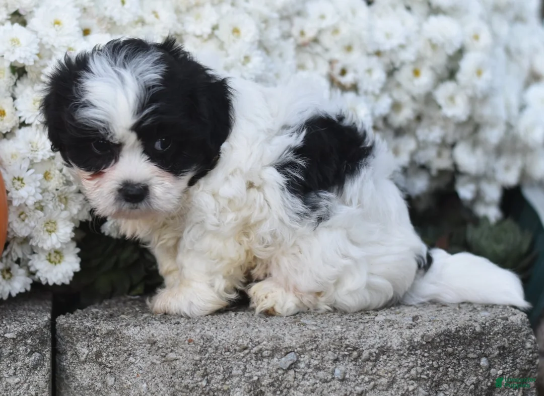 Teddy Bear dogs for sale: Audi - Ad 2