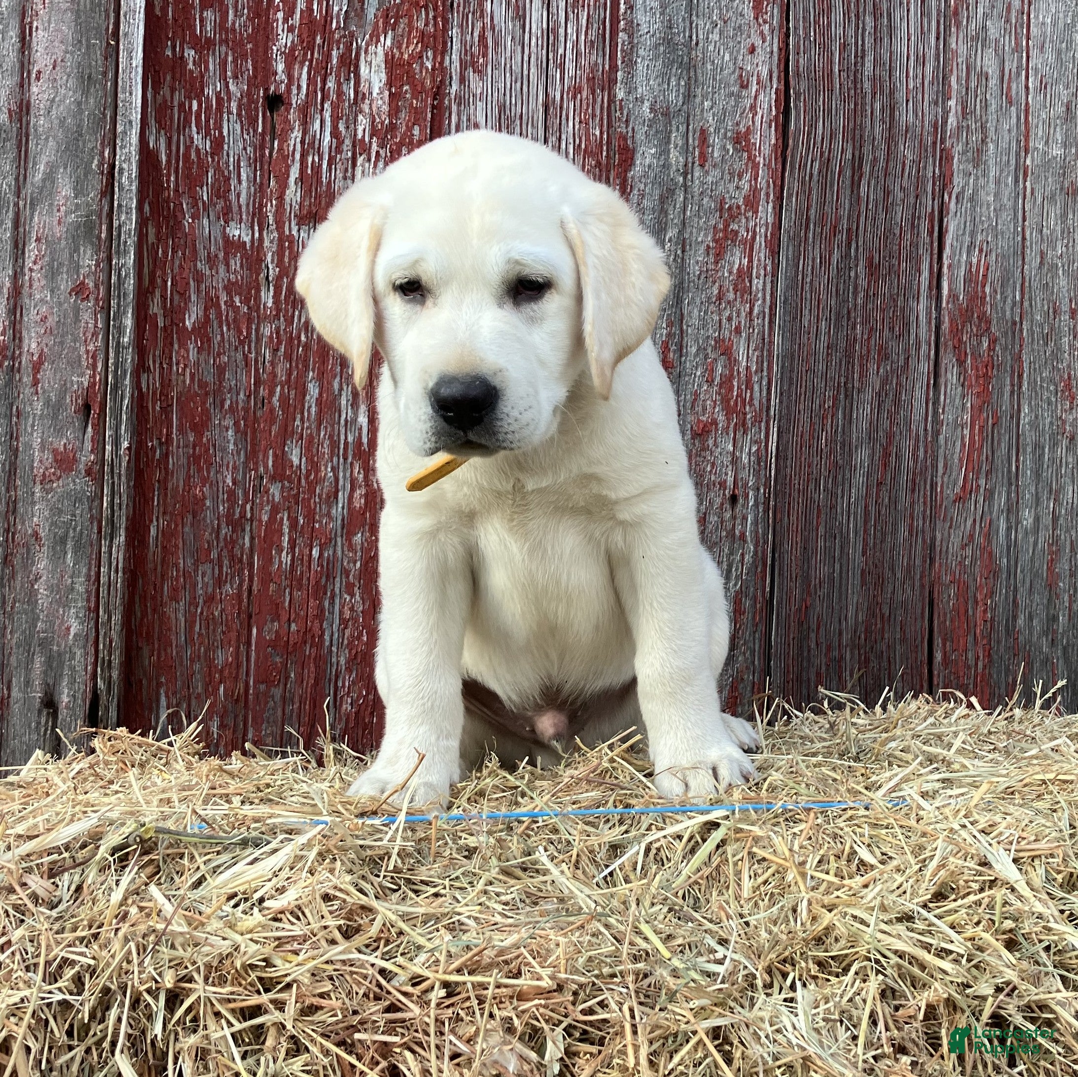 Labrador Retriever dogs Rover - Ad 2