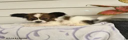 Papillon dogs for sale: Randol - Ad 4