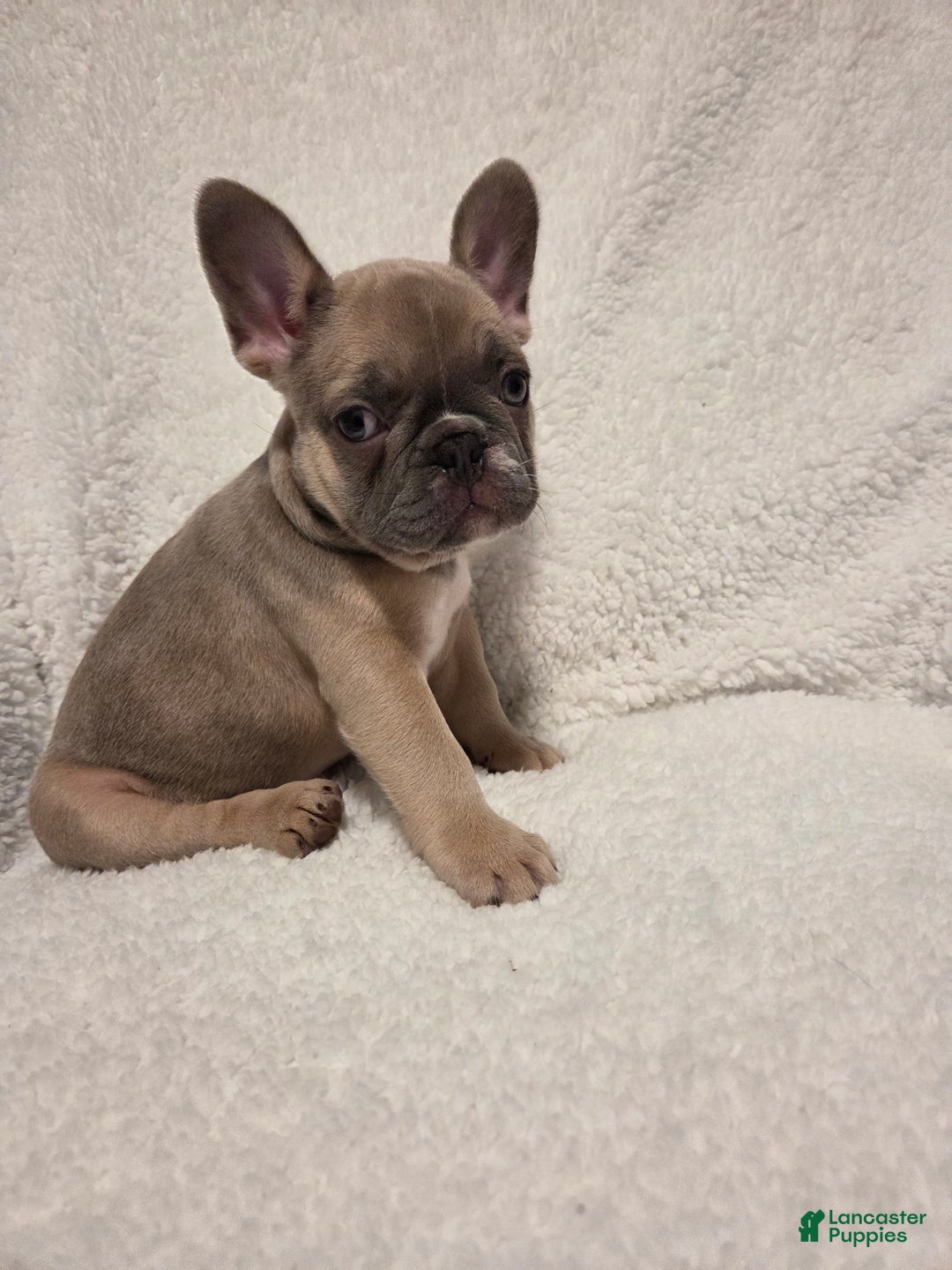 French Bulldog dogs for sale: French Bulldog Puppy 3 - Ad 3
