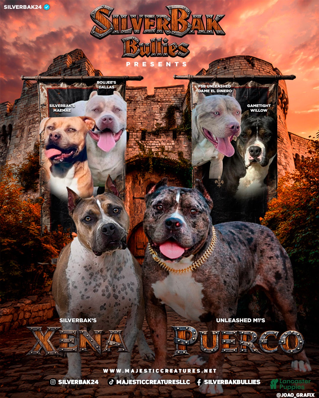 American Bully dogs Henok - XL - ABKC - Ad 2