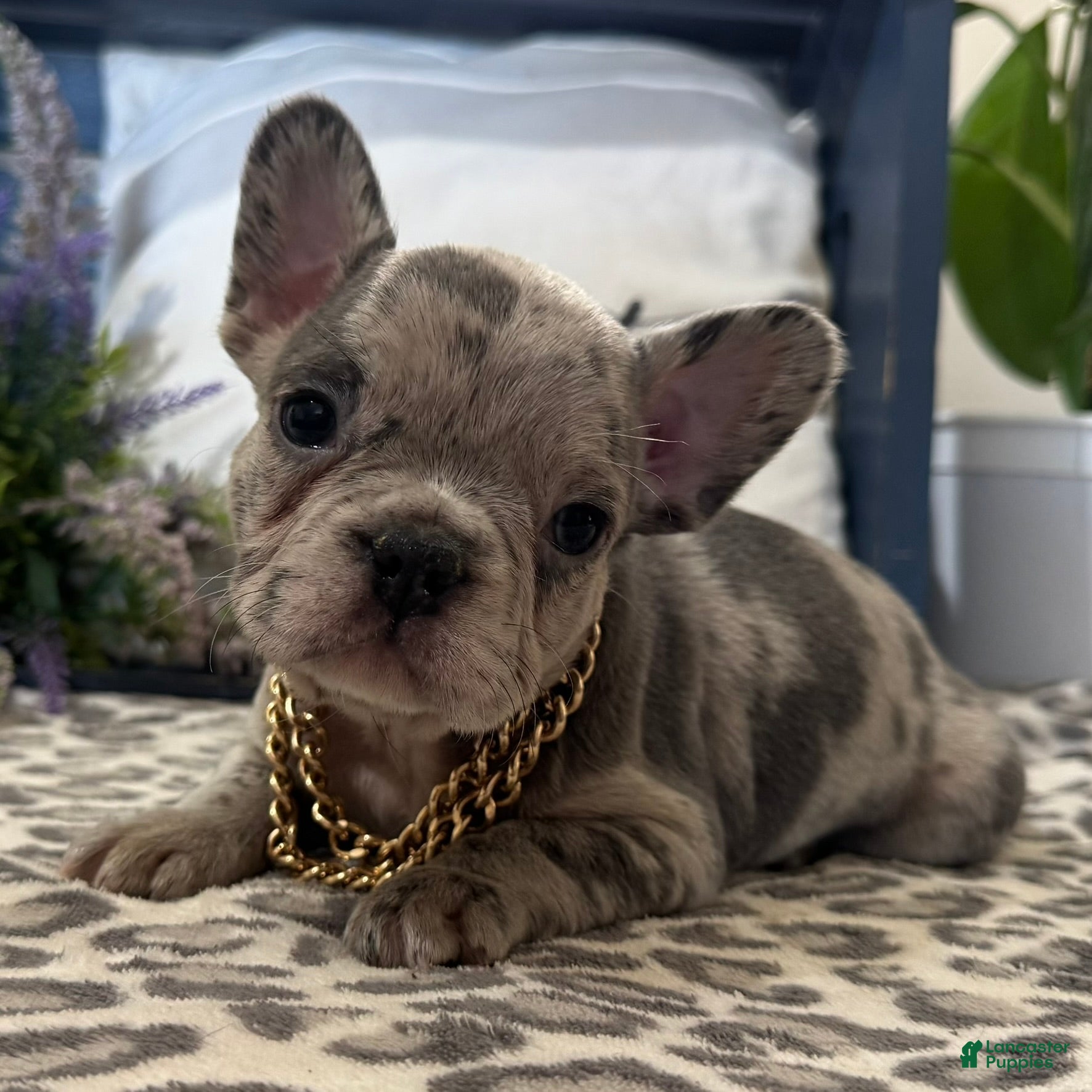 French Bulldog dogs Frisk - Ad 1