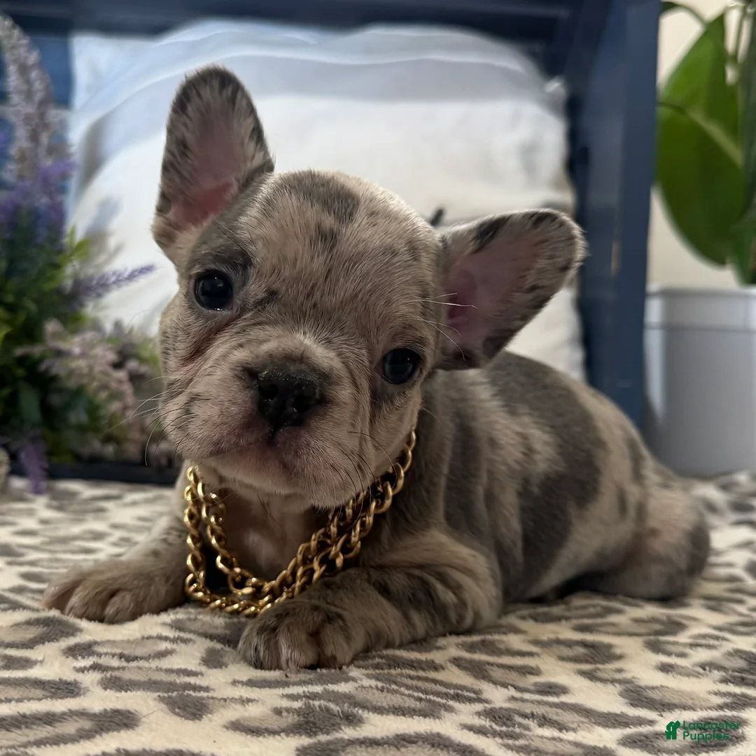 French Bulldog dogs for sale: Frisk - Ad 1