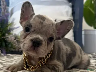 French Bulldog dogs for sale: Frisk - Ad 4