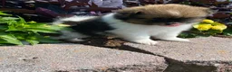 Pomeranian dogs for sale: Pomeranian 1 - Ad 2