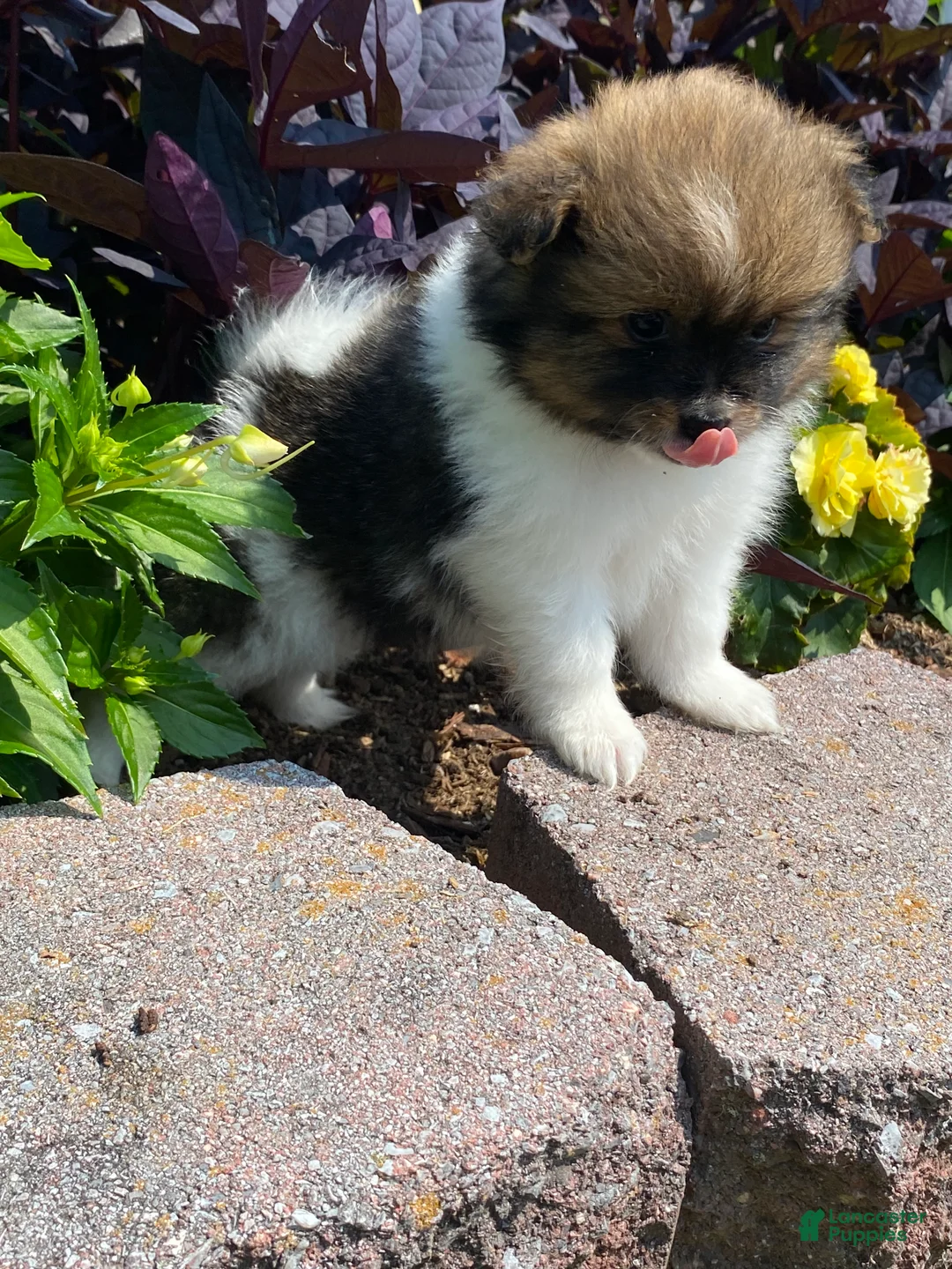 Pomeranian dogs for sale: Pomeranian 1 - Ad 2
