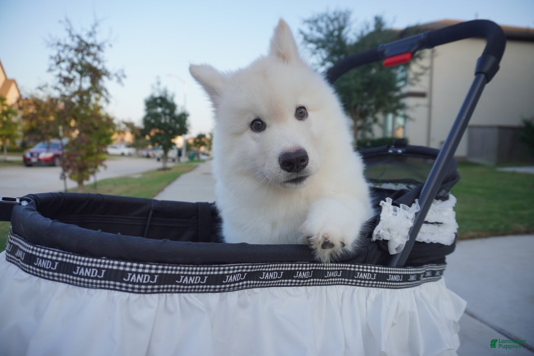 Alaskan Malamute dogs for sale: Xi Xi - Ad 9