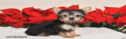 Yorkshire Terrier dogs for sale: Haley - Ad 3