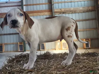 Catahoula Leopard Dog dogs Duchess 2026 Male 2 - Ad 10