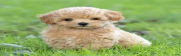 Maltipoo dogs for sale: Oscar Maltipoo  - Ad 3